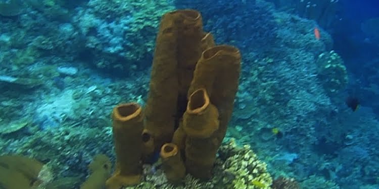 Reef I Togean Masih Terlihat Asli