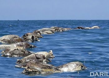 Terjebak Jaring Ikan, 300 Penyu Mati di Meksiko