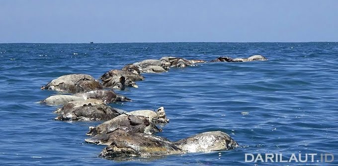 Terjebak Jaring Ikan, 300 Penyu Mati di Meksiko