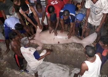 Mengharukan, Cara Warga Pulau Seram Hormati Duyung Mati Terdampar