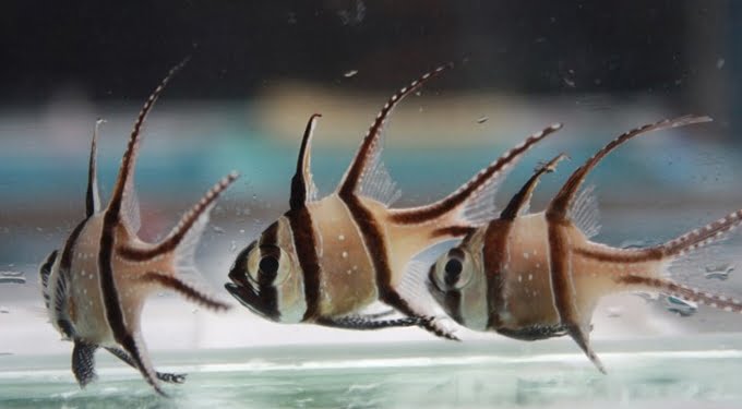 Produksi Massal Banggai Cardinal Fish