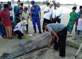 Bangkai Hiu Paus di Tuban Dikubur