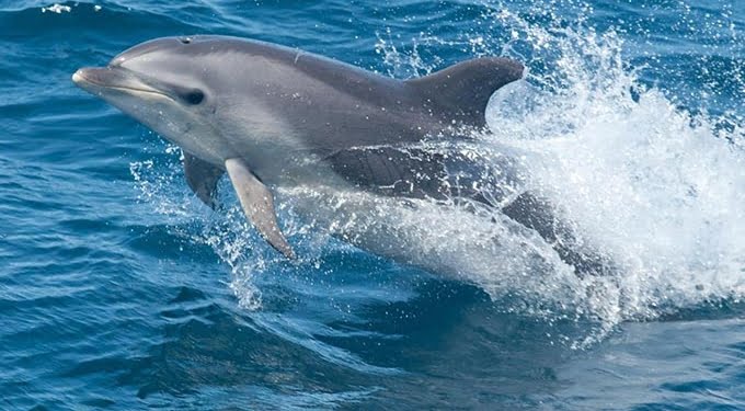 Zat Kimia Phthalates Ditemukan dalam Tubuh Lumba-lumba Hidung Botol