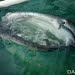 Hiu paus naik ke permukaan, sambil membuka mulut dan menyedot air. FOTO-FOTO: DARILAUT.ID