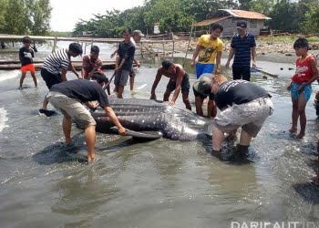 Hiu Paus Mati Didekat Davao Menelan Plastik