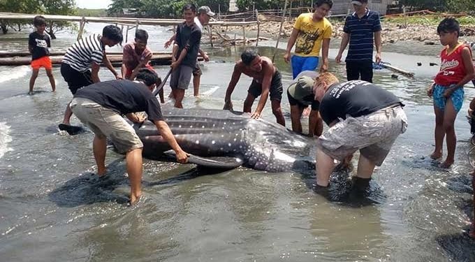 Hiu Paus Mati Didekat Davao Menelan Plastik
