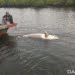 Dugong Betina Mati Terapung di Kuala Simpur