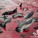 Pembantaian Mamalia Laut Masih Berlanjut di Kepulauan Faroe