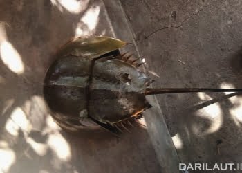 Ketam Tapak Kuda, Satwa yang Memiliki Darah Biru