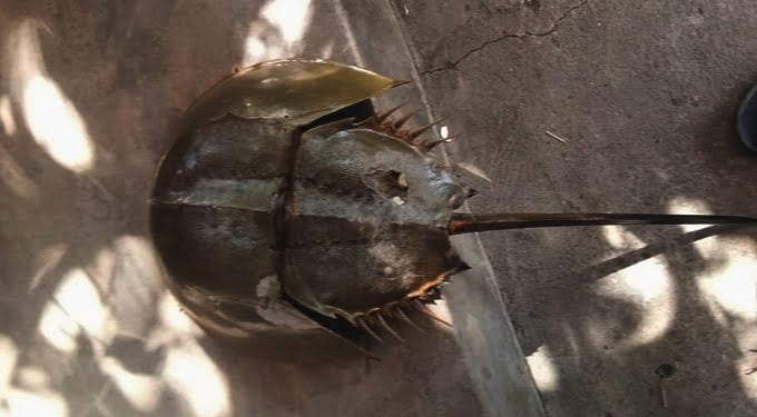 Ketam Tapak Kuda, Satwa yang Memiliki Darah Biru