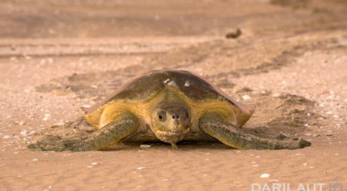 Penyu Pipih, Berkelana di Indonesia Timur, Bertelur di Australia