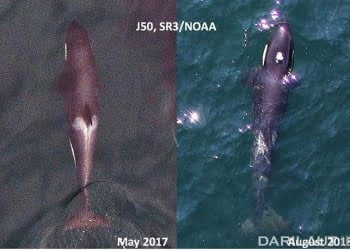 Kematian Paus Orca J50