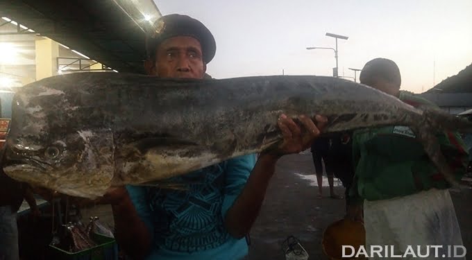 Dolphin yang Bukan Mamalia Laut