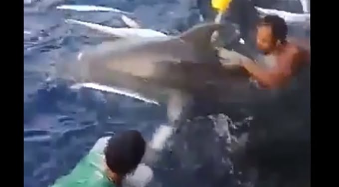 Masuk Jaring, Nelayan Indonesia Lepas Lima Lumba-lumba Hidung Botol