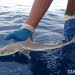 Squalus clarkae, Spesies Hiu Baru