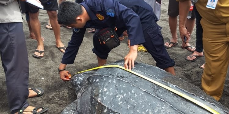 Penyu Sisik dan Belimbing Dilepas di Sulawesi Utara