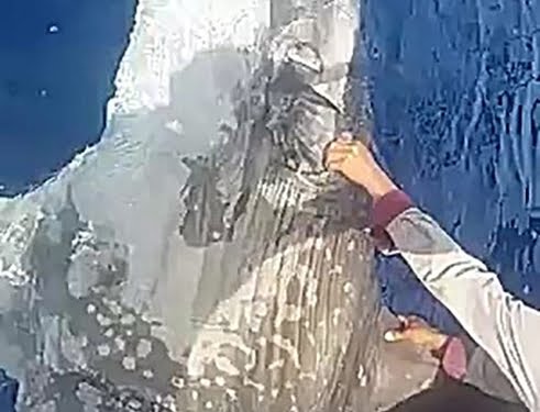 Keistimewaan dan Keunikan Mola-mola