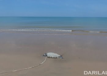 Mengiris Perut Penyu Hijau