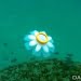 Robot ubur-ubur (jellyfish)/WIRED.COM