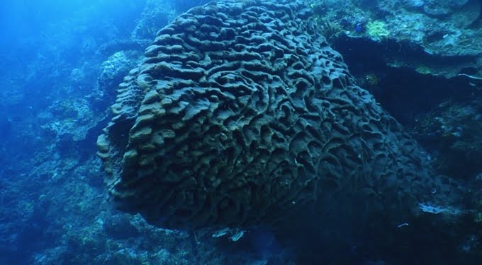 Bunga Karang Raksasa, Salvador Dali, di Pulau Dulangka