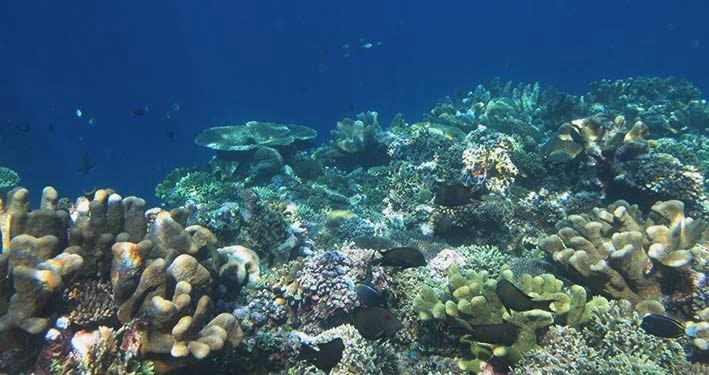 terumbu karang