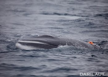 Jepang Membunuh 50 Paus Minke di Kawasan Perlindungan Laut Antartika
