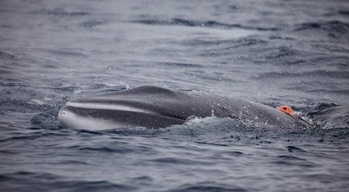 Jepang Membunuh 50 Paus Minke di Kawasan Perlindungan Laut Antartika