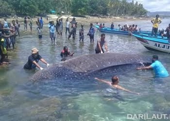 Hiu Paus Mati Terdampar di Manokwari
