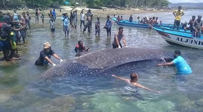 Hiu Paus Mati Terdampar di Manokwari