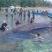 Hiu Paus Mati Terdampar di Manokwari