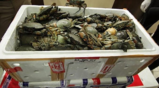 Kasus Penyelundupan Kepiting Bertelur di Berbagai Daerah di Indonesia