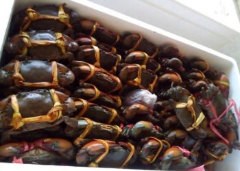 Kepiting