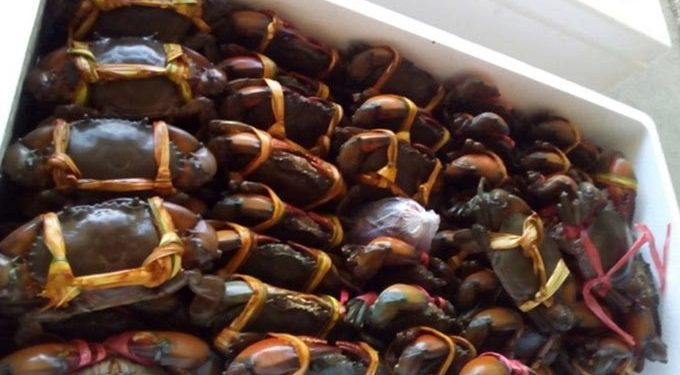 Kepiting