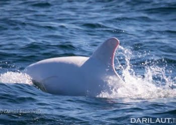 Foto: Lumba-Lumba Albino