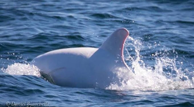 Foto: Lumba-Lumba Albino