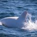 Foto: Lumba-Lumba Albino