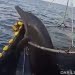 Lumba-lumba Hidung Botol Dilepas ke Laut