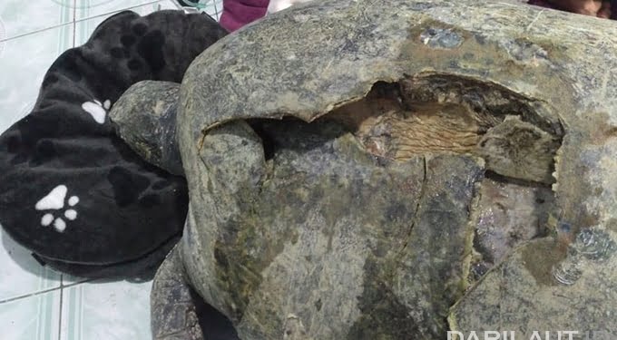 Penyu Hijau Terdampar, Karapas Pecah