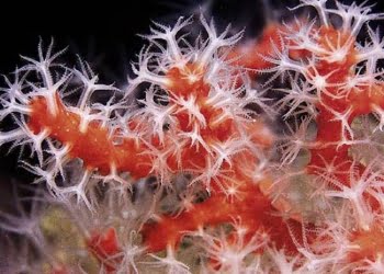 Karang merah/red coral (CORRALIUM RUBRUM). FOTO: NOAA