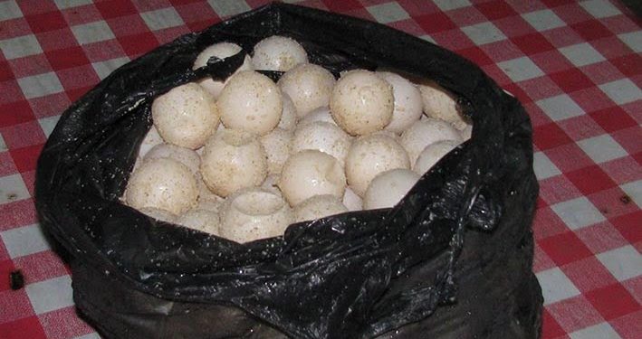 Bisnis Telur Penyu Masih Menggiurkan