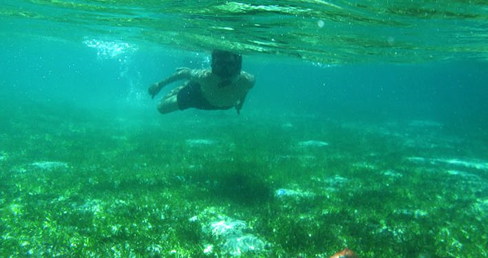Padang Lamun yang Sehat Hanya 6,67 Persen