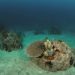 Reefball