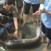 Dugong