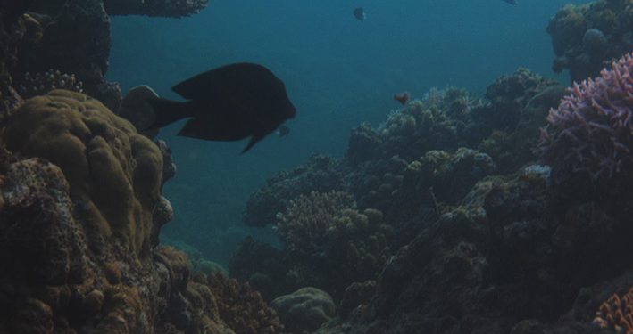 Pulau Mana Paling Luas Kawasan Terumbu Karang di Indonesia?