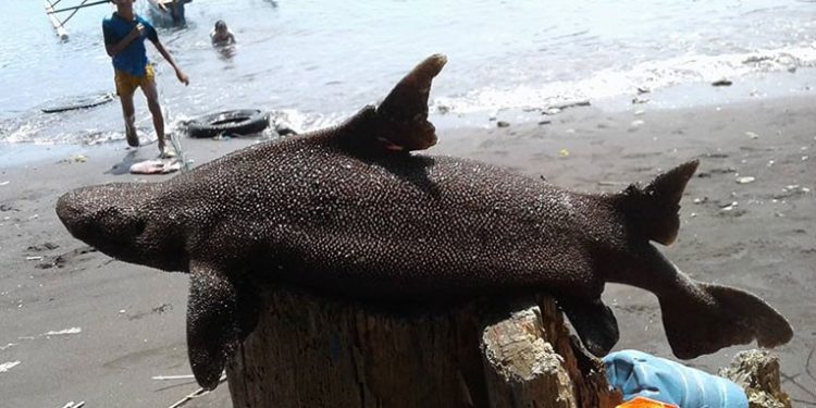 Hiu Prickly Dogfish Manado