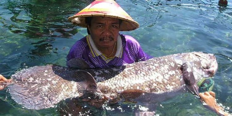 Ikan raja laut