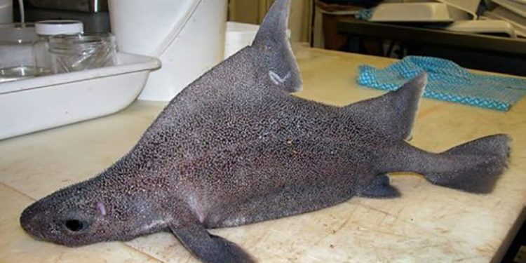 Hiu Prickly dogfish Australia