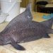 Hiu Prickly dogfish Australia