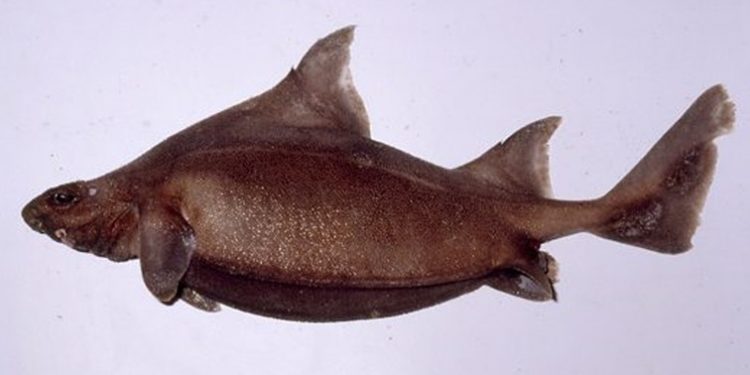 Hiu Prickly Dogfish Australia