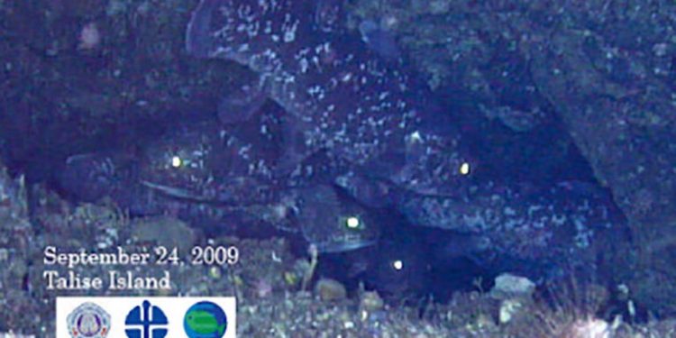 Ikan raja laut